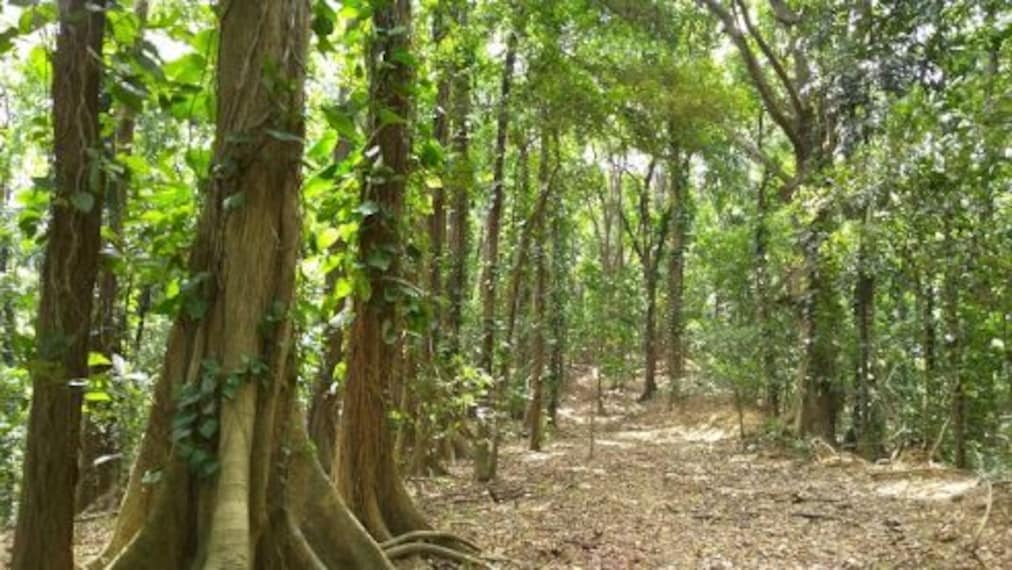 Udawattakele Forest Reserve-4